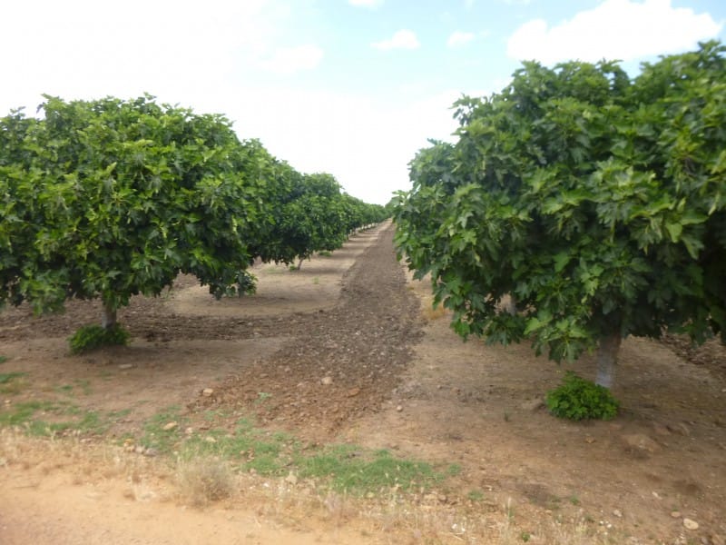 Veel fruitteelt er groeit van alles en nog wat